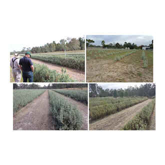 Greening the Earth - Saltbush Rows